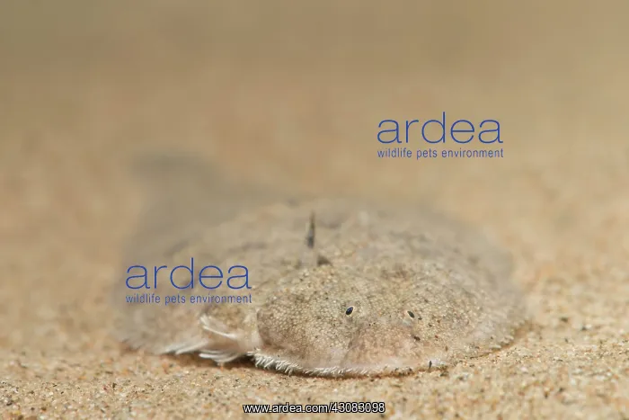 : Common Sole : Common Sole