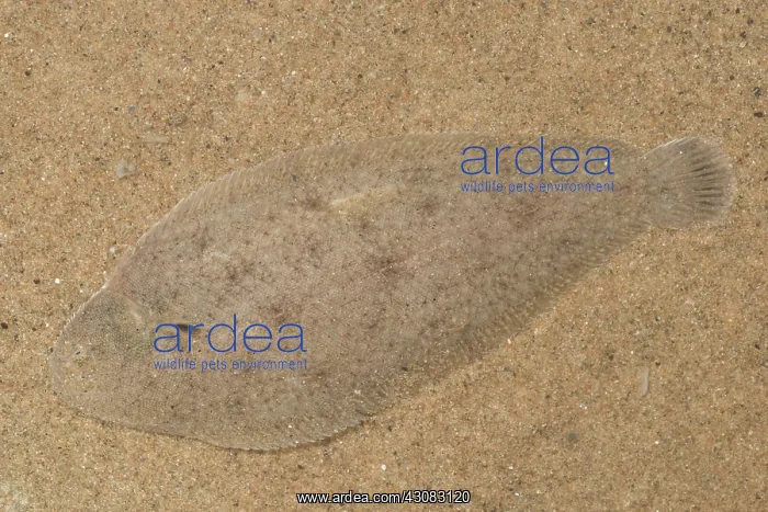 : Common Sole : Common Sole