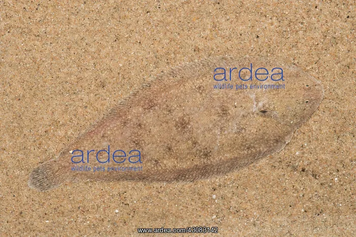 : Common Sole : Common Sole