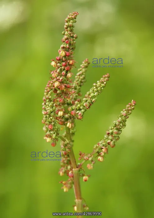  : Common sorrel