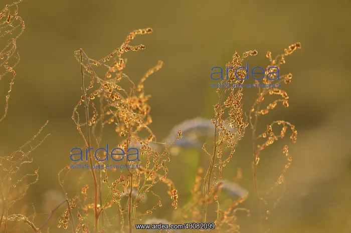 : Common Sorrel : Common Sorrel