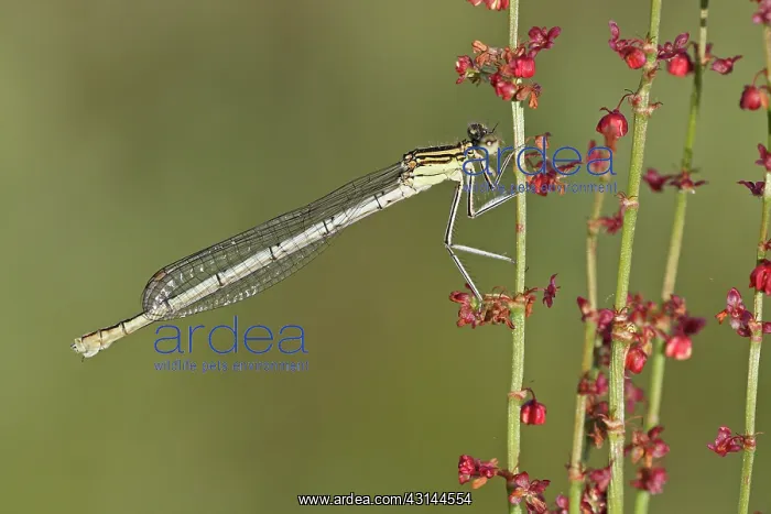 : Common Sorrel : Common Sorrel