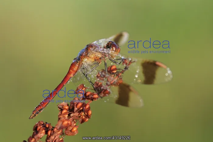 : Common Sorrel : Common Sorrel
