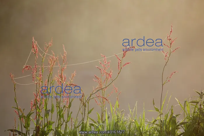 : Common Sorrel : Common Sorrel