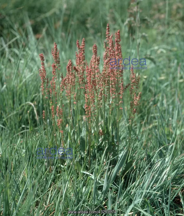 : Common sorrel : Common sorrel