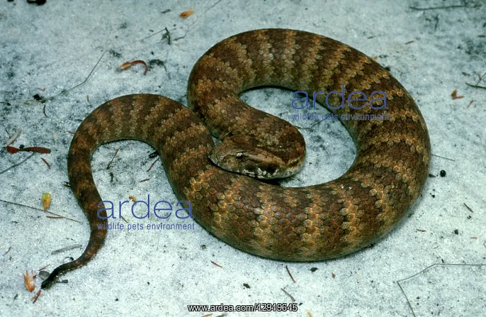 : Common / Southern death adder : Common / Southern death adder