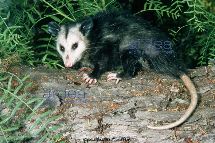 : Common / Southern OPOSSUM : Common / Southern OPOSSUM