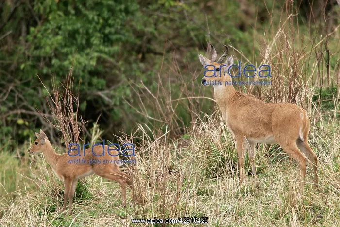 : Common / Southern Reedbuck : Common / Southern Reedbuck