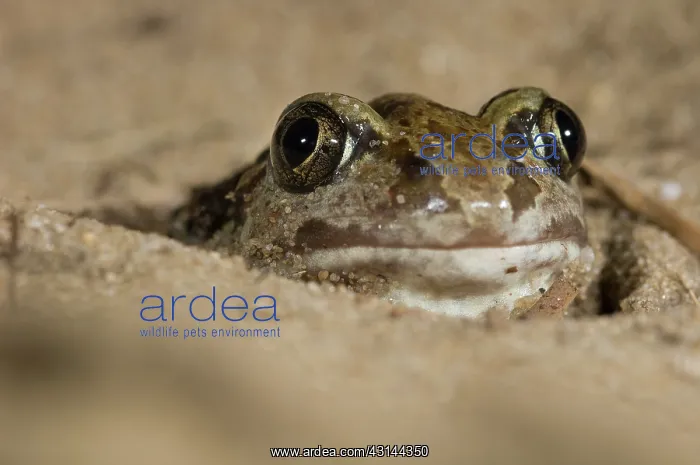 : Common Spadefoot : Common Spadefoot