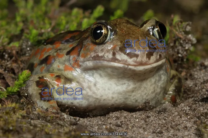 : Common Spadefoot : Common Spadefoot