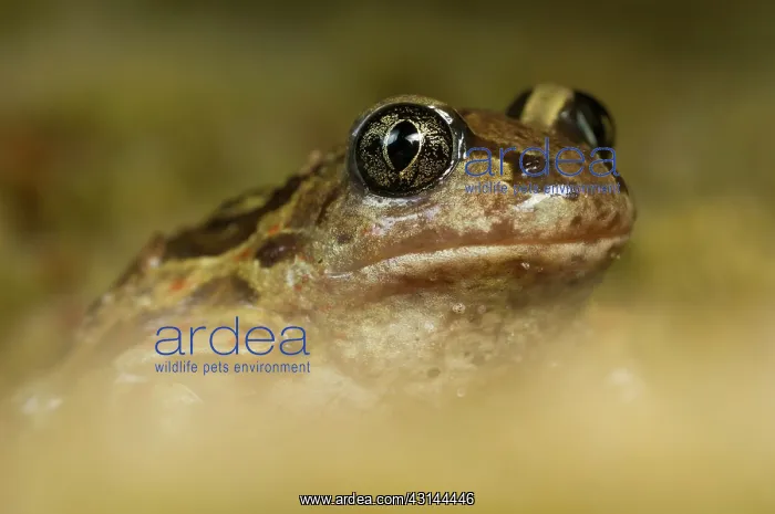 : Common Spadefoot : Common Spadefoot