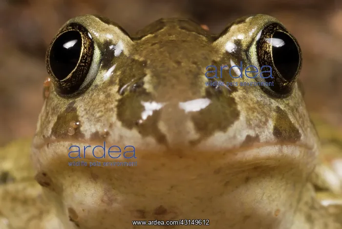: Common Spadefoot : Common Spadefoot