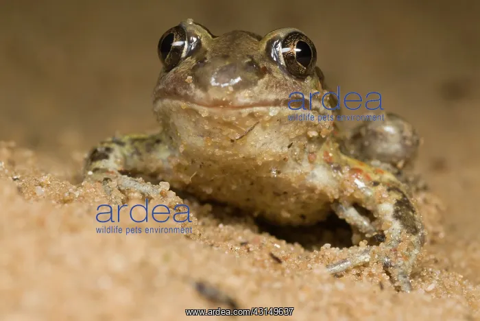 : Common Spadefoot : Common Spadefoot