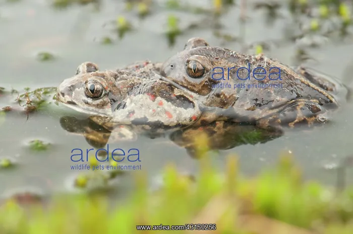 : Common Spadefoot : Common Spadefoot