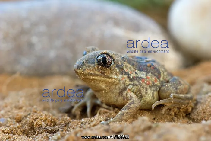 : Common Spadefoot : Common Spadefoot