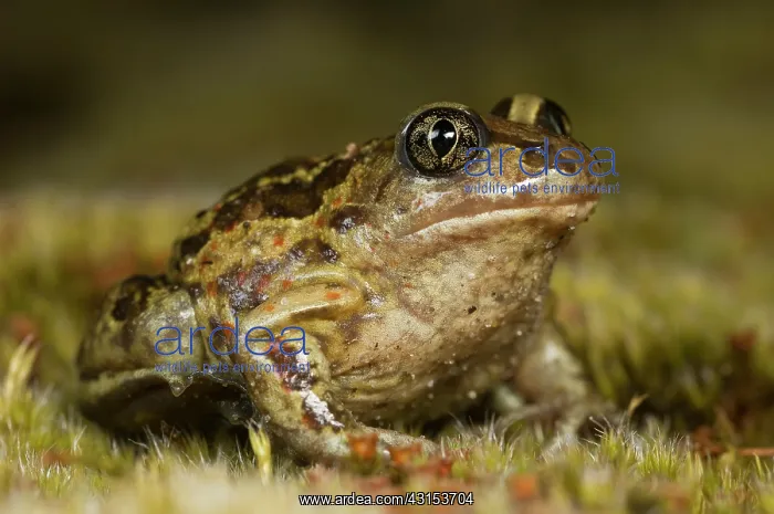 : Common Spadefoot : Common Spadefoot
