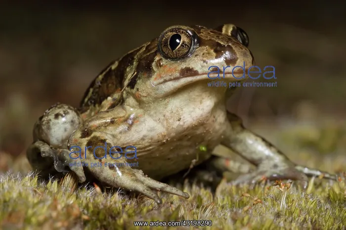 : Common Spadefoot : Common Spadefoot