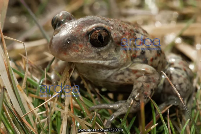 : Common Spadefoot : Common Spadefoot