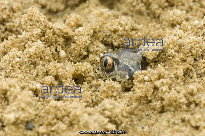 : Common Spadefoot (Pelobates fuscus) toad burrow : Common Spadefoot (Pelobates fuscus) toad burrow