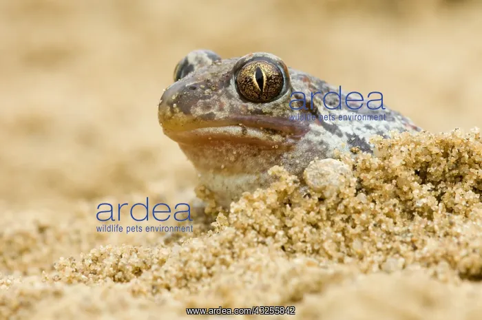 : Common Spadefoot (Pelobates fuscus) toad in san : Common Spadefoot (Pelobates fuscus) toad in san