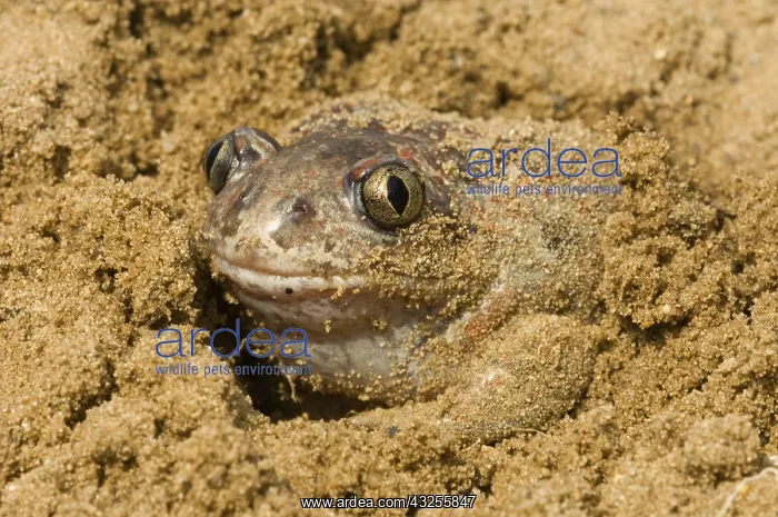 : Common Spadefoot (Pelobates fuscus) toad in san : Common Spadefoot (Pelobates fuscus) toad in san
