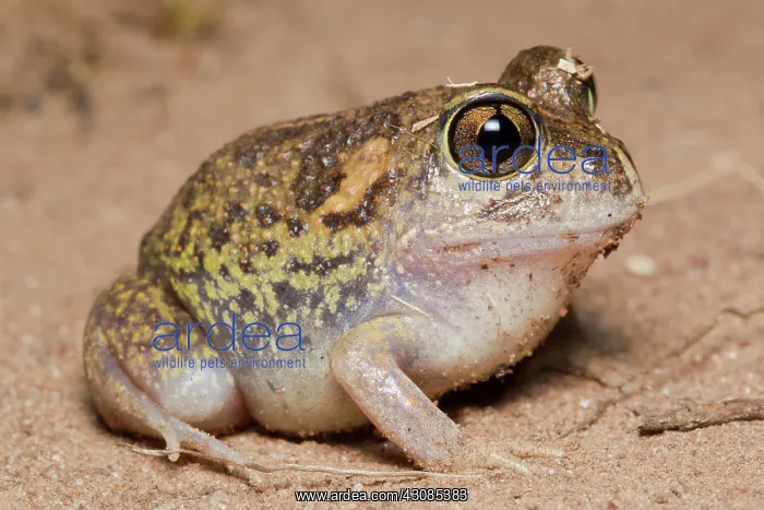 : Common Spadefoot Toad : Common Spadefoot Toad