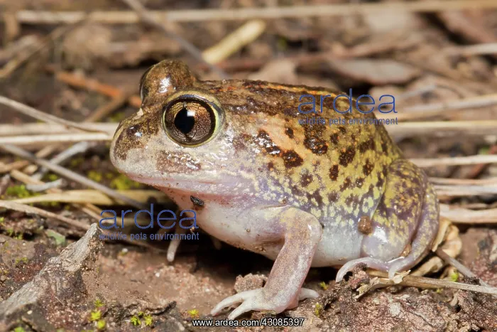 : Common Spadefoot Toad : Common Spadefoot Toad