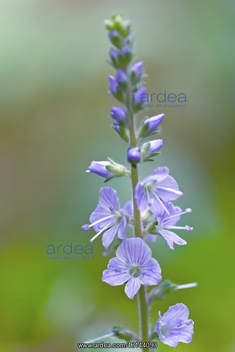 : Common Speedwell : Common Speedwell