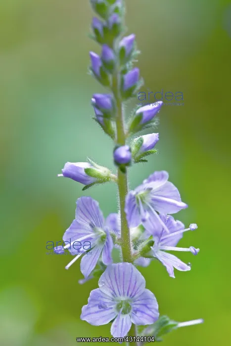 : Common Speedwell : Common Speedwell