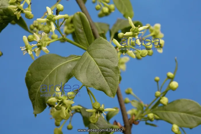 : Common Spindle Tree blooming : Common Spindle Tree blooming