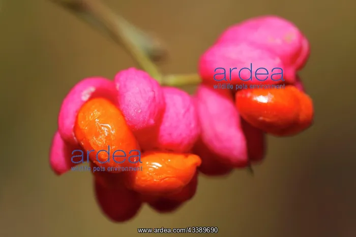 : Common spindle tree, European spindle cap, common : Common spindle tree, European spindle cap, common