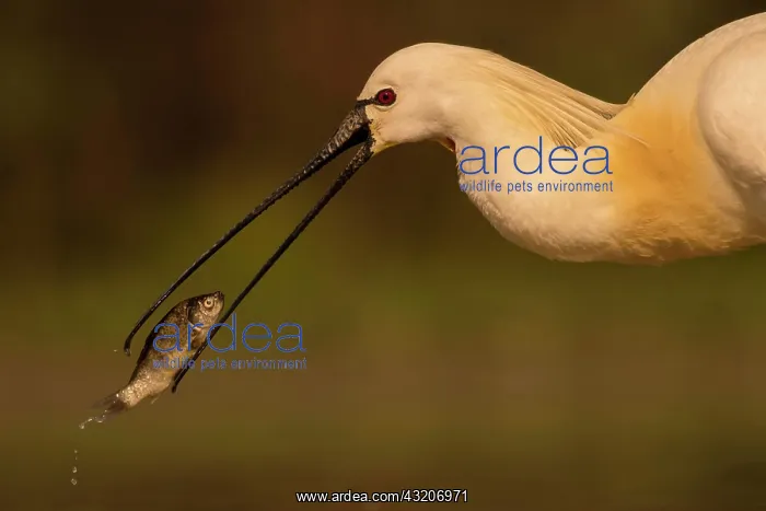 : Common spoonbill (Platalea leucorodia), Texel, Netherlands : Common spoonbill (Platalea leucorodia), Texel, Netherlands