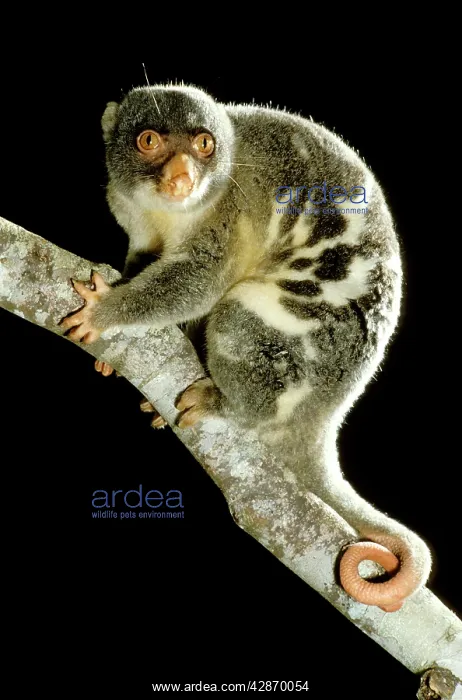 : Common Spotted Cuscus - On tree : Common Spotted Cuscus - On tree