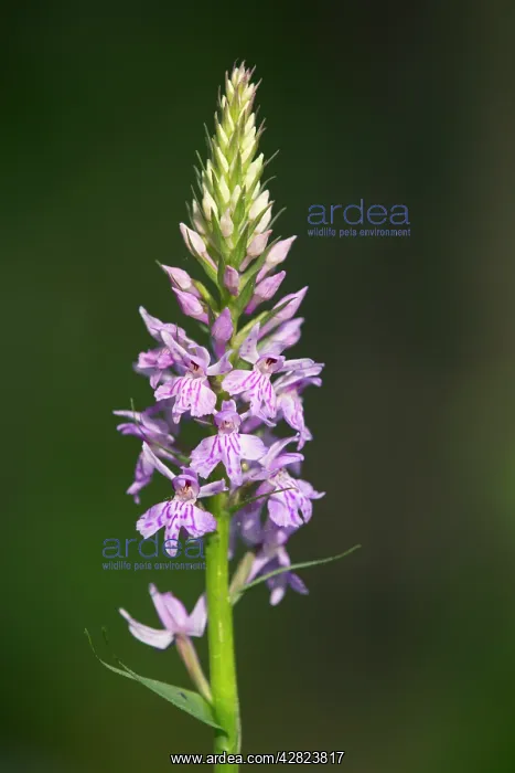  : Common Spotted Orchid
