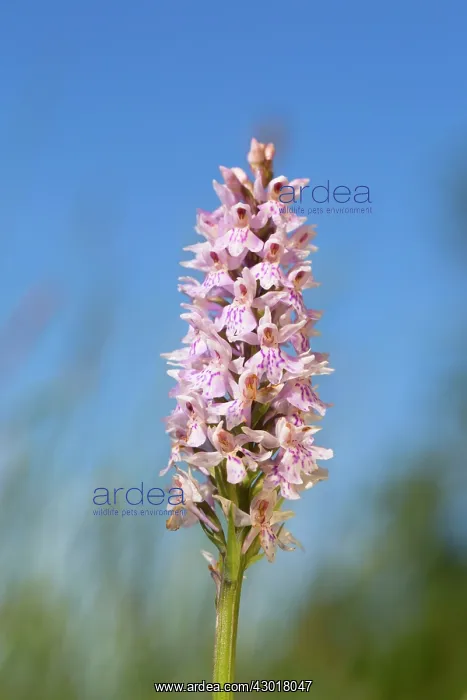: Common Spotted Orchid : Common Spotted Orchid