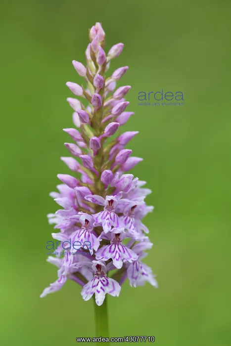 : Common Spotted Orchid : Common Spotted Orchid