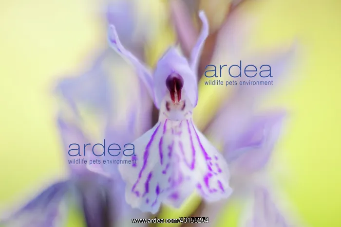 : Common Spotted Orchid : Common Spotted Orchid