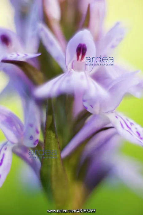 : Common Spotted Orchid : Common Spotted Orchid