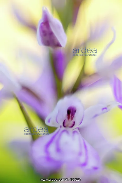  : Common Spotted Orchid