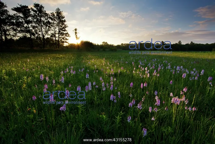 : Common Spotted Orchid : Common Spotted Orchid