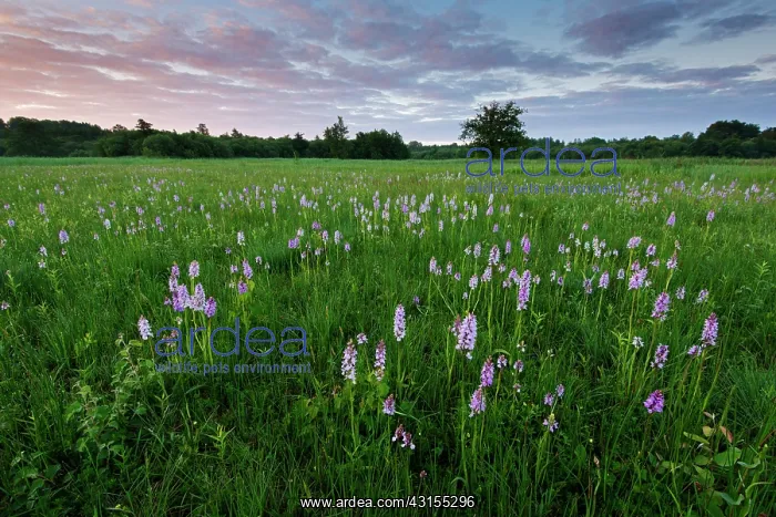  : Common Spotted Orchid