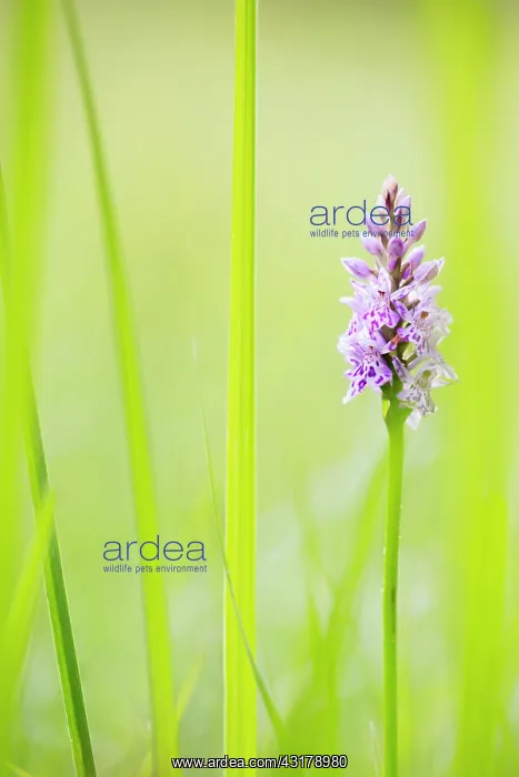 : Common Spotted Orchid : Common Spotted Orchid
