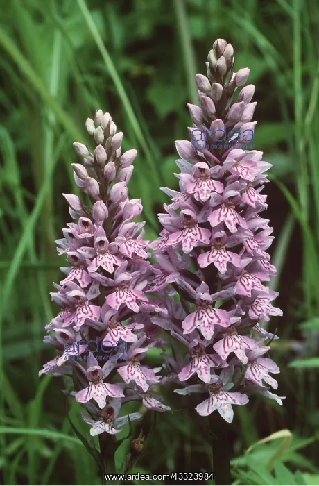 : Common Spotted ORCHID : Common Spotted ORCHID