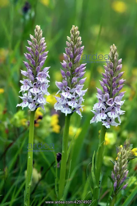 : Common spotted orchid - close up of three flower : Common spotted orchid - close up of three flower