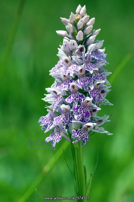 : Common spotted orchid - close up of flower : Common spotted orchid - close up of flower