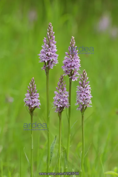  : Common Spotted Orchid - closeup of a group of five