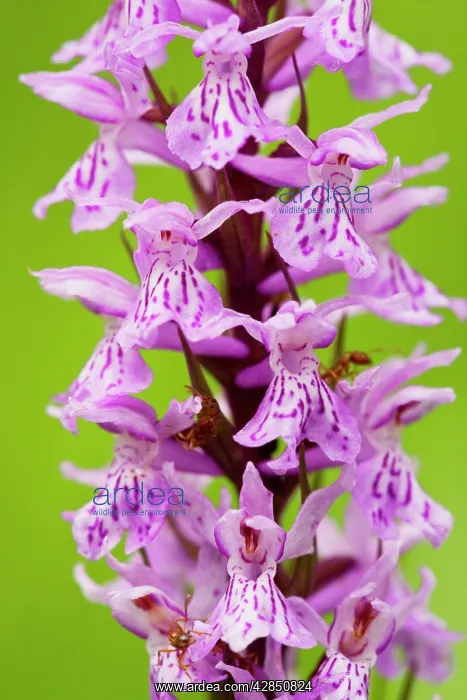 : Common Spotted Orchid - in flower in meadow : Common Spotted Orchid - in flower in meadow