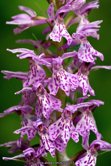 : Common Spotted Orchid - flower spike close-up : Common Spotted Orchid - flower spike close-up