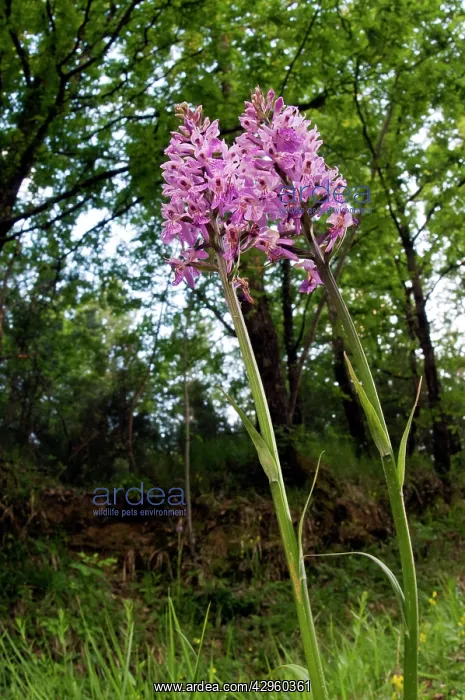 : Common Spotted-Orchid - in her habitat : Common Spotted-Orchid - in her habitat
