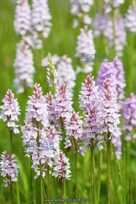 : Common Spotted Orchids in damp meadow : Common Spotted Orchids in damp meadow